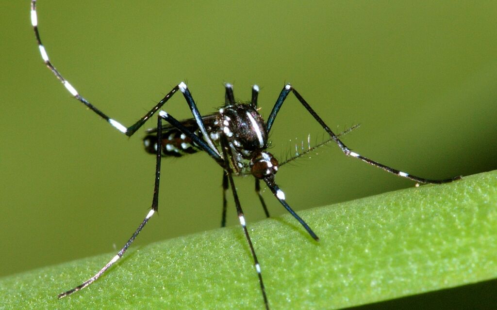 Dératisation efficace : comment se débarrasser des rongeurs dans les Alpes-Maritimes 4 Dératisation efficace : comment se débarrasser des rongeurs dans les Alpes-Maritimes